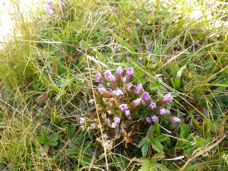 In mezzo al prato - Gentianella sp.